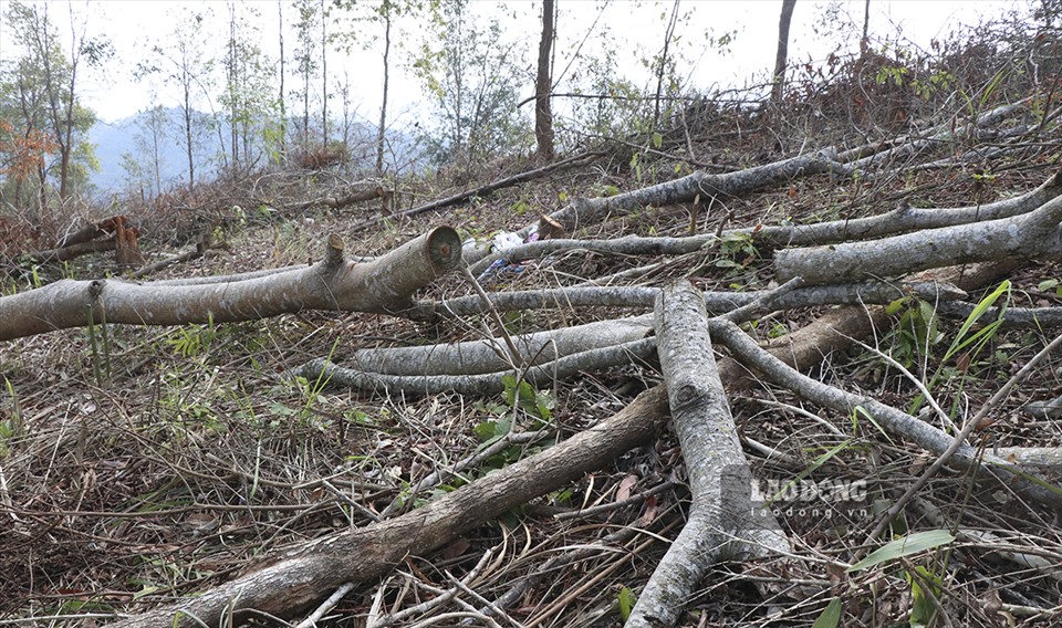 Theo xác nhận của chính quyền và lực lượng kiểm lâm thì trong số gần 8ha rừng tái sinh bị phá tại bản Nà Nọi 2 có gần 4ha là diện tích rừng phòng hộ.