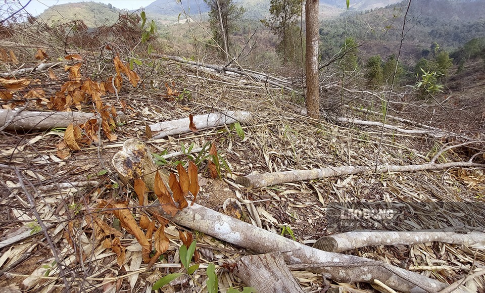 Trước đó, trong năm 2020 - 2021 mỗi năm xã Nà Nhạn cũng đã phát hiện, xử lý hàng chục vụ vi phạm trong lĩnh vực quản lý, bảo vệ rừng. Tuy nhiên tình trạng phá rừng vẫn chưa có dấu hiệu giảm, nguyên nhân chính được cho là do bất cập trong việc quy hoach 3 loại rừng và giải quyết vấn đề sinh kế của người dân.