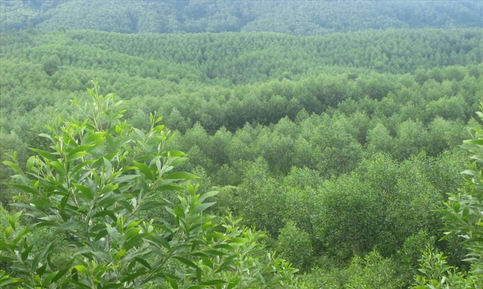 Việt Nam cần dành quỹ đất để phát triển diện tích rừng kinh tế phục vụ sản xuất. Ảnh: Hương Quỳnh