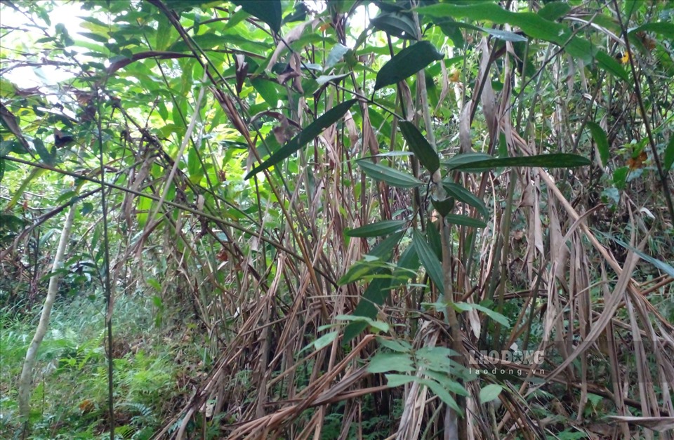 Trao đổi với PV, ông L.V.P (ở thôn Nậm Chậu) cho biết: “Những diện tích trồng xen măng, quế đã có từ nhiều năm nay, không biết rõ của ai“.