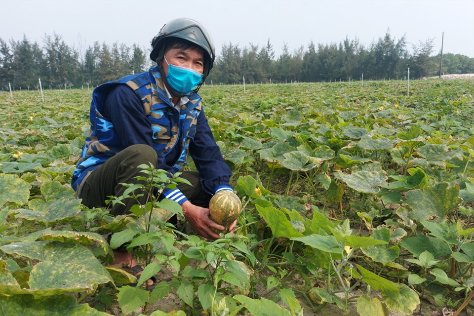 Ông Minh bên ruộng bí đỏ xanh tốt đã cho quả của gia đình. Ảnh: TT.