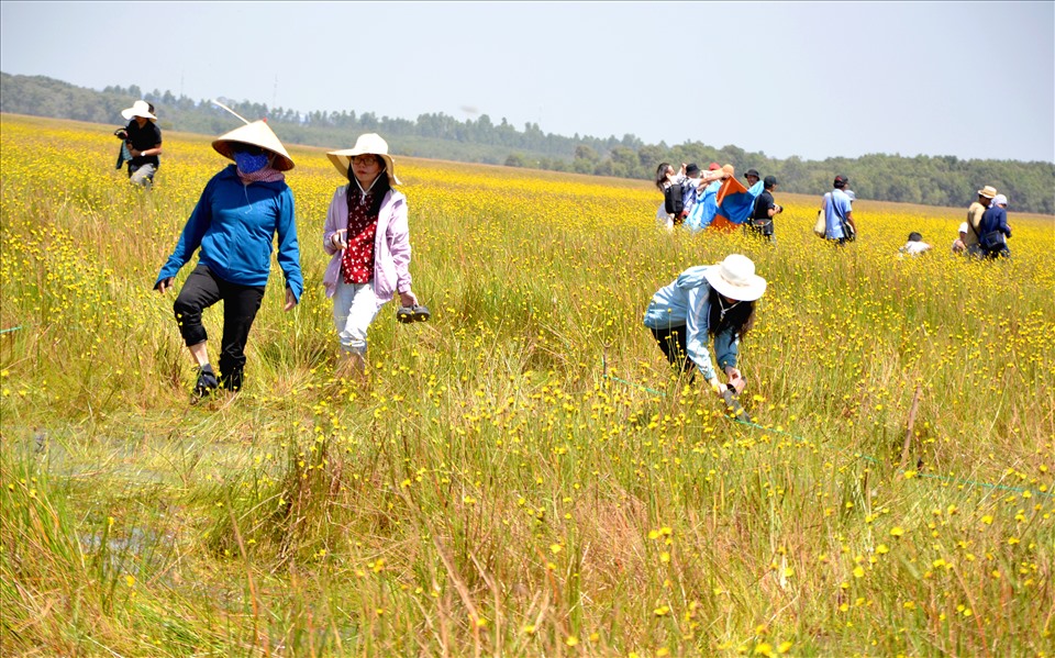 Đây là khu đất ngập nước, đa dạng sinh học. Trong số hàng trăm thực vật đan xen nhau tạo thành những quần xã đặc thù, có cây Hoàng đầu ấn. Ảnh: LT