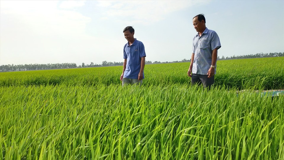 Cánh đồng lúa đang phát triển tốt của nông dân Hợp tác xã nông nghiệp Thái Hưng, xã Mỹ Thái, huyện Hòn Đất. Ảnh: PV