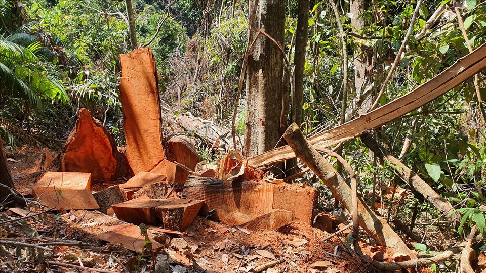 Cây gỗ lớn bị triệt hạ, lâm tặc tẩu tán số lượng lớn gỗ ra khỏi rừng. Ảnh T.T