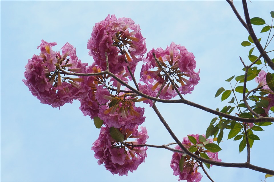 Hoa mọc từng chùm 10 – 20 bông trên đầu cành, nở đều đẹp mắt. Hoa bung cánh hình dáng tựa chiếc kèn, hoặc nhìn xa xa có thể hình dung như những chiếc chuông xinh xắn.