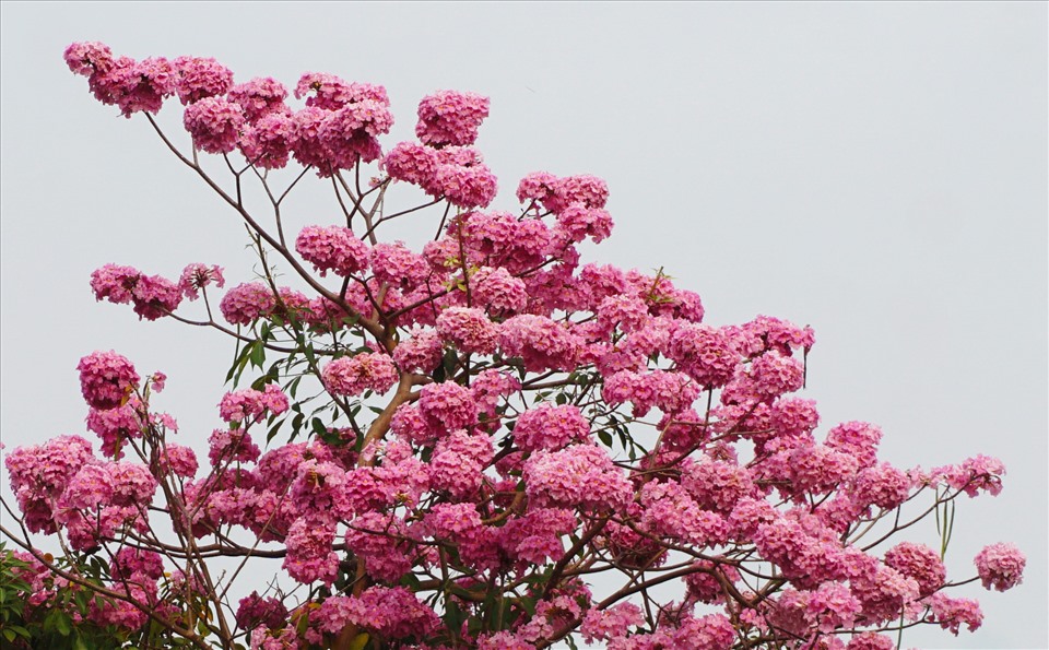Thông thường khi cây ra hoa, hầu hết lá đều rụng, trên đầu mỗi cành chỉ nhìn thấy những cụm hoa tím hồng