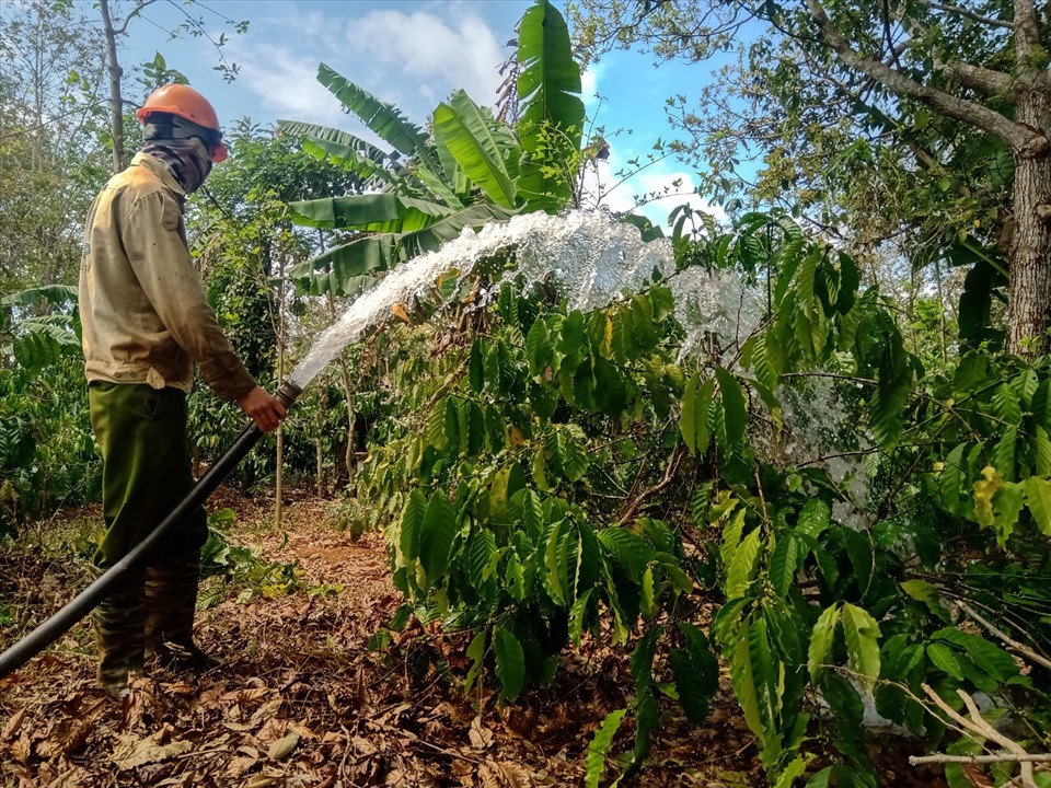Người dân Đắk Lắk tưới cây cà phê trong mùa khô. Ảnh: B.T