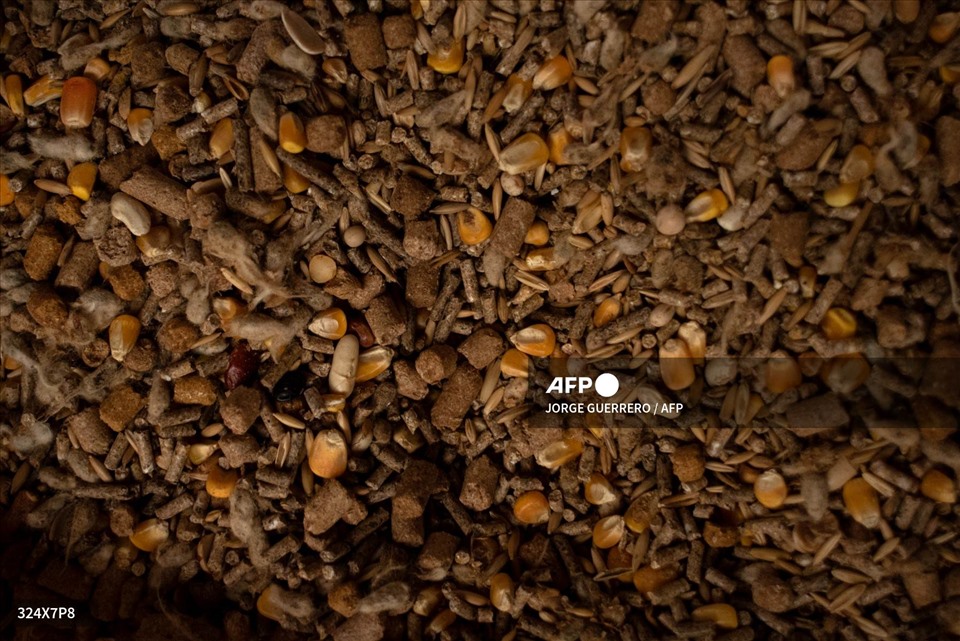 Hạt lúa, ngô... trong một trang trại cừu ở Montejaque, Tây Ban Nha ngày 11.3.2022. Ảnh: AFP