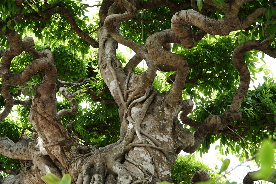 Lý giải về cái tên “Đại long kỳ mộc”, anh cho rằng, thân cây mọc ngang tự nhiên, dáng bay, gốc to, đuôi nhỏ dần giống như con rồng đang chuẩn bị bay lên, từ chỗ đó mới đặt tên cây như vậy.