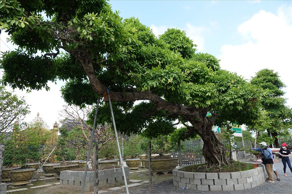 Hiện cây sộp này đã được tổ chức Kỷ lục châu Á công nhận giá trị độc bản.