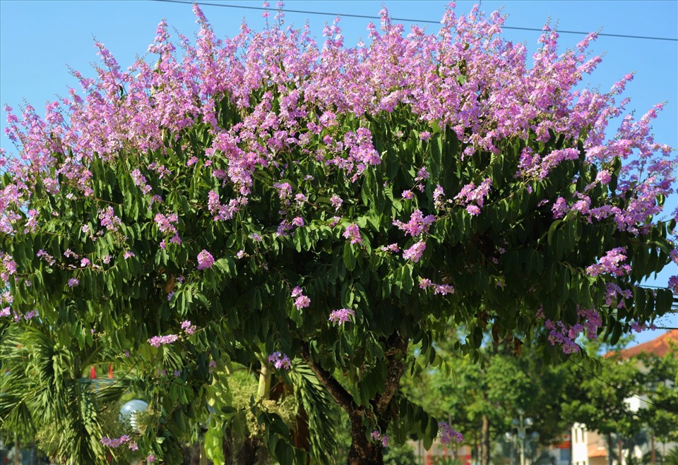 Hiện nay, thị trấn Mađaguôi đã phát triển được hơn 400 cây hoa bằng lăng trên các tuyến đường đô thị. Ảnh: Phan Tuấn