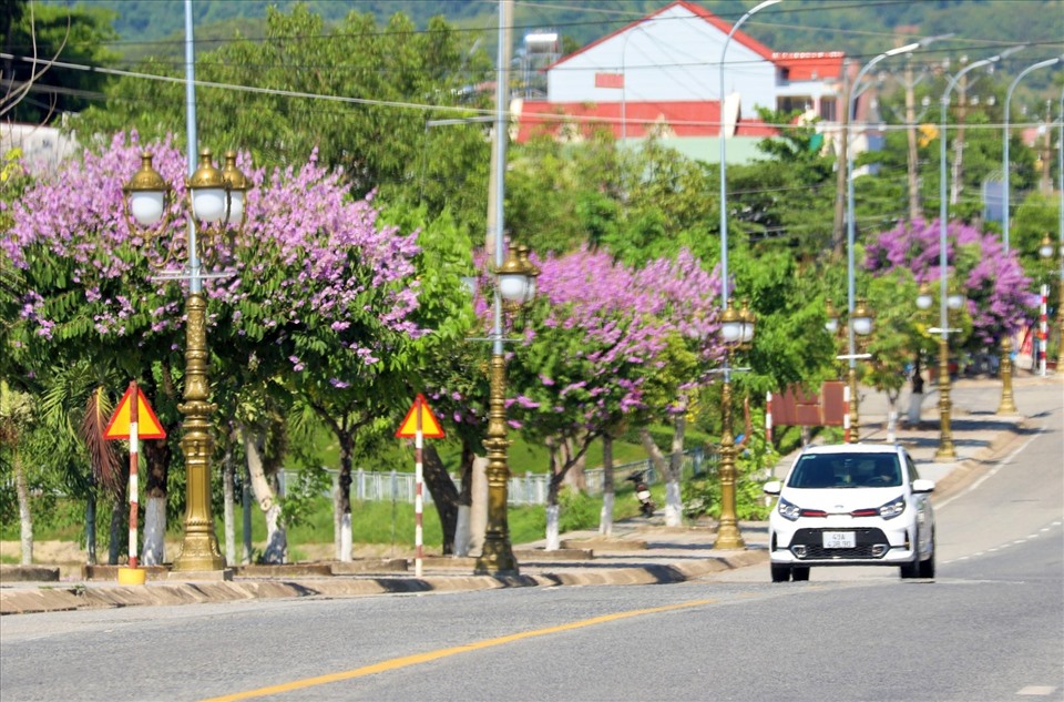 Hoa bằng lăng, nét đặc trưng của thị trấn Mađaguôi nở rộ trên nhiều tuyến đường. Ảnh: Phan Tuấn