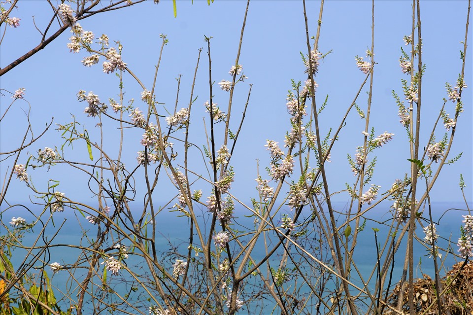 Dù đã qua mùa, nhưng trên tuyến đường vẫn còn nhiều cây đỗ mai đang nở hoa. Những nhánh hoa vươn lên từ sườn dốc và ngang tầm với đường đi, hướng ra biển là nền tuyệt đẹp cho những bức ảnh của du khách. Ảnh: T.A