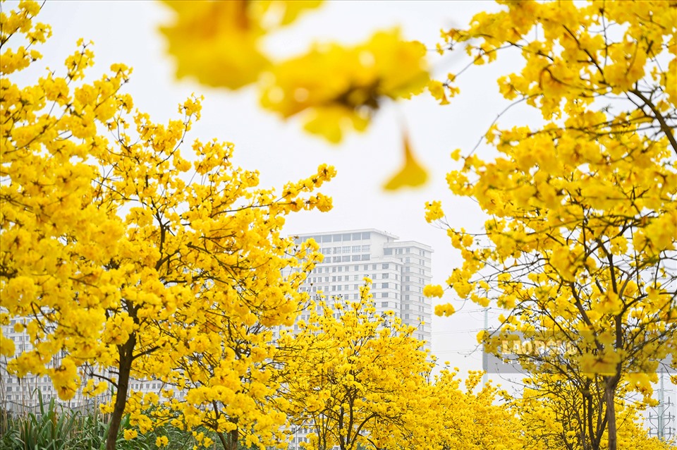 Nằm trong khu đô thị ParkCity Hanoi, phường La Khê, quận Hà Đông, con đường rợp sắc đỏ, vàng của hoa gạo và hoa phong linh đang trở thành địa điểm “check-in” không thể bỏ qua.