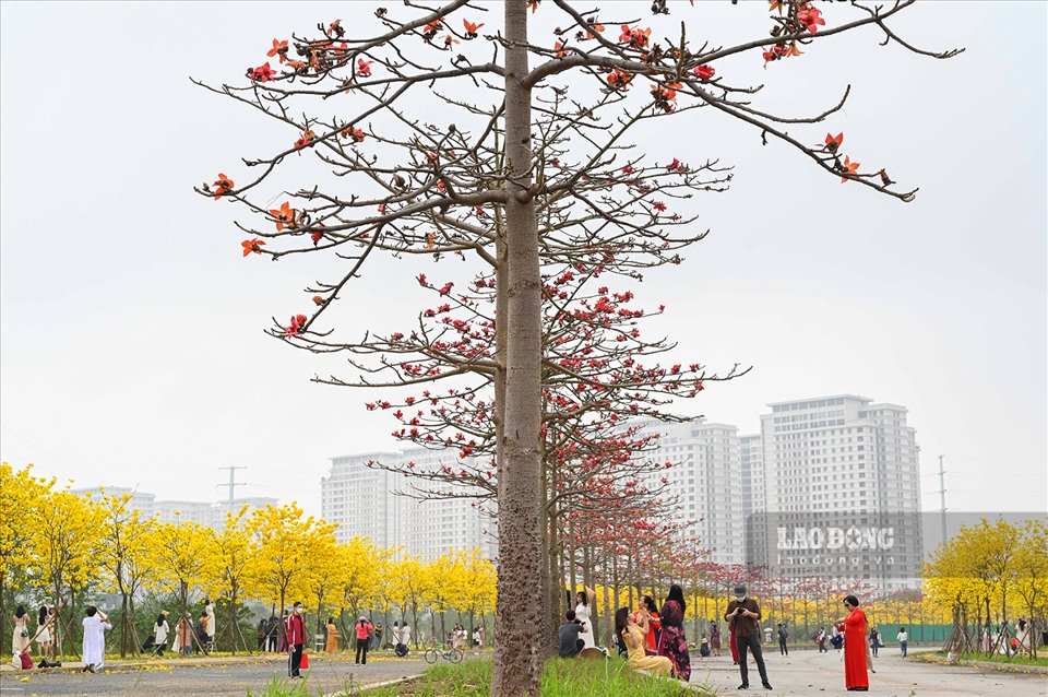 Đường hoa gạo, hoa phong linh dài nhất Thủ đô nở đẹp như phim Hàn