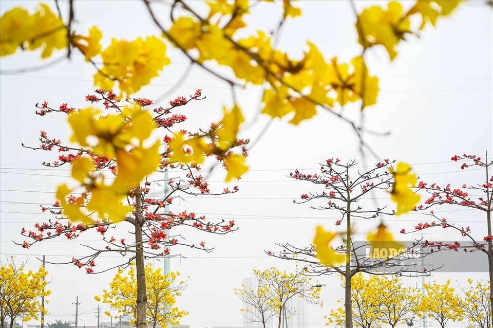 Những con đường hoa liên tiếp bung nở khiến không gian Thủ đô thêm sáng bừng như báo hiệu một mùa xuân rực rỡ sắp qua đi và mùa hè sôi động lại đến gần.