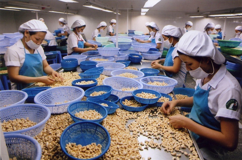 Chế biến hạt điều xuất khẩu ở Việt Nam. Ảnh: TTXVN