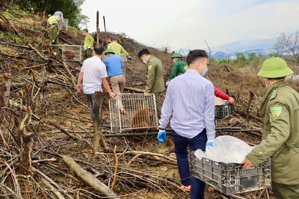Lực lượng chức năng đưa 39 cá thể động vật hoang dã đi thả về rừng tự nhiên ở Vườn Quốc gia Vũ Quang. Ảnh: TT.