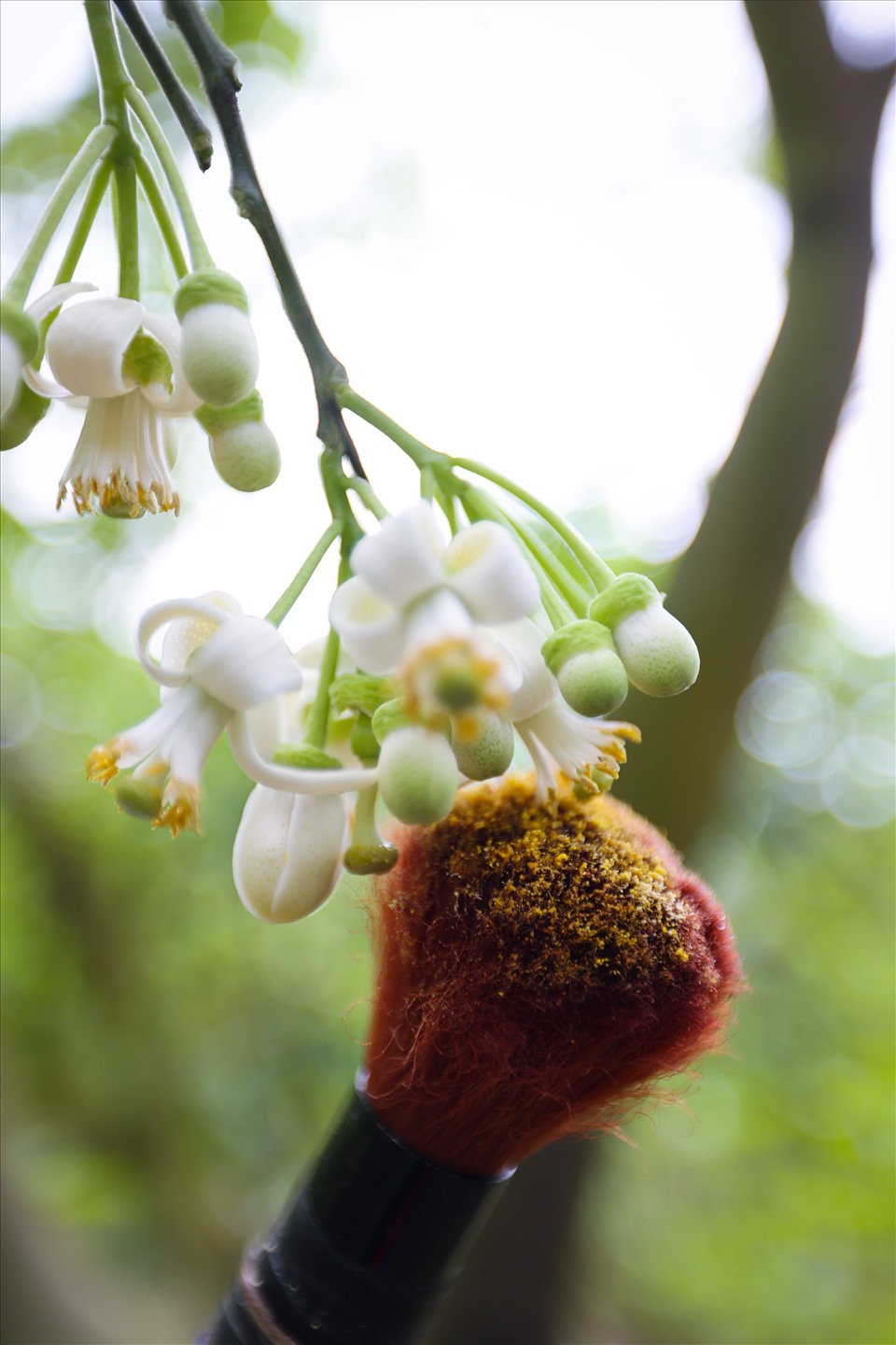Quét phấn lên đầu noãn hoa cần thụ phấn (mỗi hoa “đực” được dùng thụ bổ sung cho từ 8 - 10 hoa bưởi Diễn).