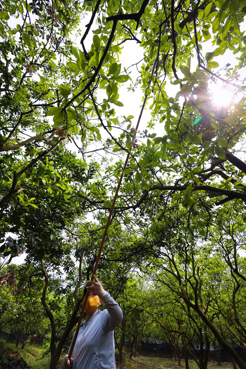 Nhiều cây bưởi có chiều cao 3-4m, người làm như chị Màu Thị Sơn phải leo hẳn lên cây, dùng cây sào kẹp chấm vào từng bông hoa trên những cành cao...