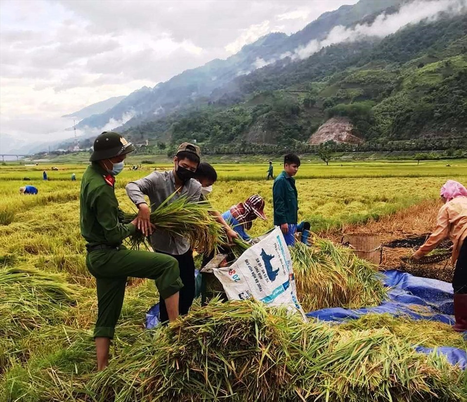 Giá gạo xuất khẩu của Việt Nam tương đối ổn định trong khi giá gạo Thái Lan giảm thêm 5 USD/tấn. Ảnh: Nguyễn Anh Tuấn