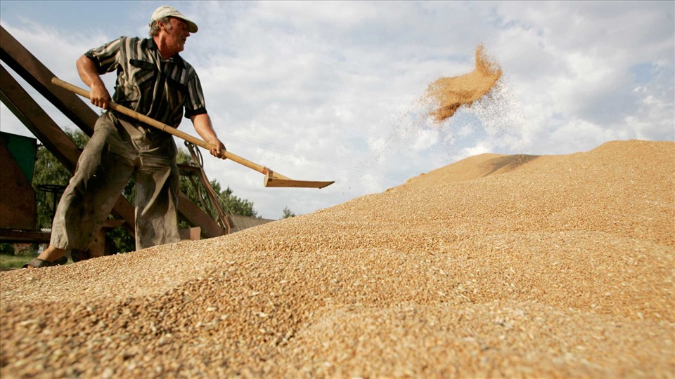 Nga tạm thời cấm xuất khẩu ngũ cốc. Ảnh: AFP