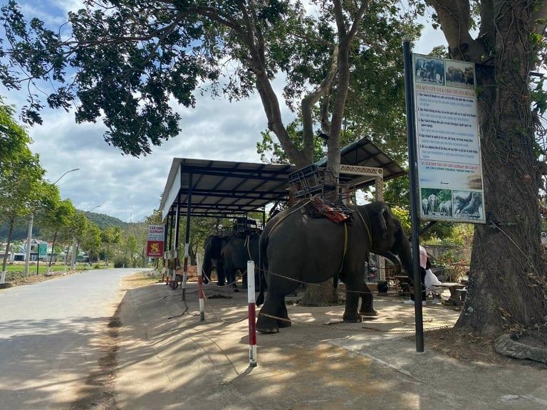 Những chú voi phục vụ du lịch tại huyện Lắk. Ảnh: Bảo Trung