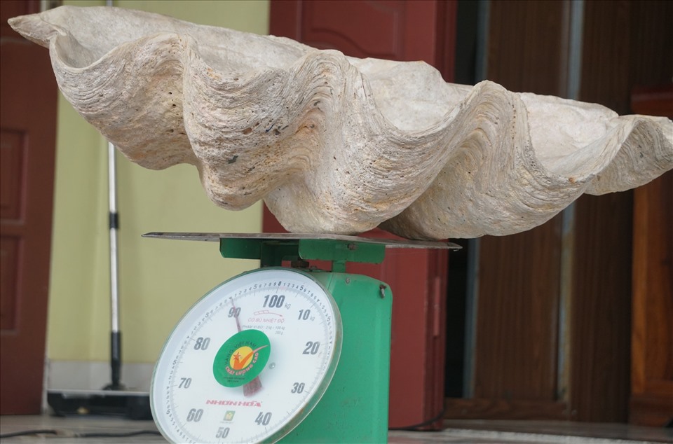 Theo đó, thời gian gần đây, nhiều người dân (ở Thanh Hóa) tỏ ra khá thích thú và tò mò trước kích thước, khối lượng khủng của một vỏ sò biển. Vỏ sò này có chiều dài 94 cm, rộng 61 cm, dày 30 cm, nặng 90 kg.