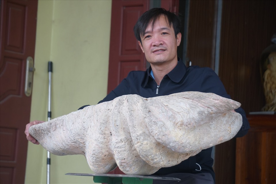 Được biết, người sở hữu vỏ sò “khổng lồ” này là anh Vũ Như Dương (42 tuổi, trú tại phường Quảng Cư, TP.Sầm Sơn, tỉnh Thanh Hóa). Theo anh Dương, vỏ sò này anh được một người chú tặng cách đây hơn 5 năm về trước.