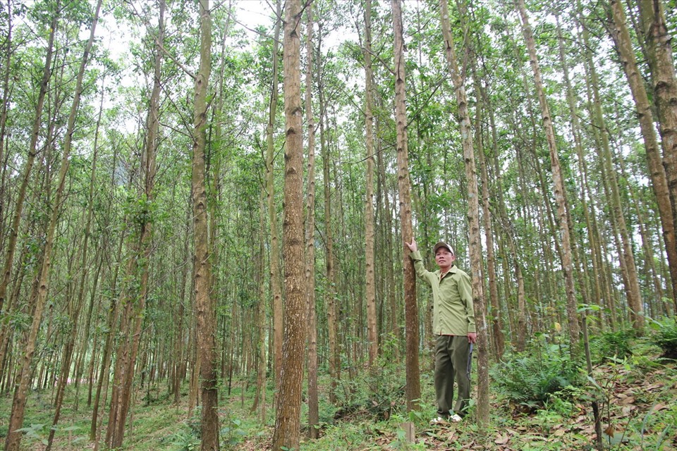 Rừng cây được trồng theo hướng lấy gỗ lâu năm của anh Vinh. Ảnh: H.L