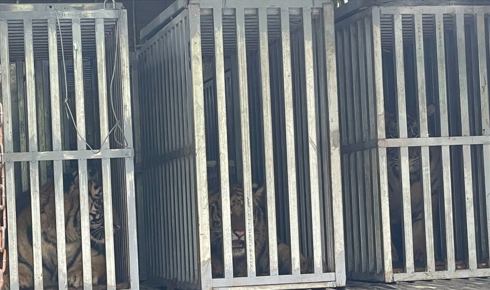 Các cá thể hổ hiện đang được nuôi cách ly trong các lồng sắt tại VQG Phong Nha – Kẻ Bàng. Ảnh: CTV