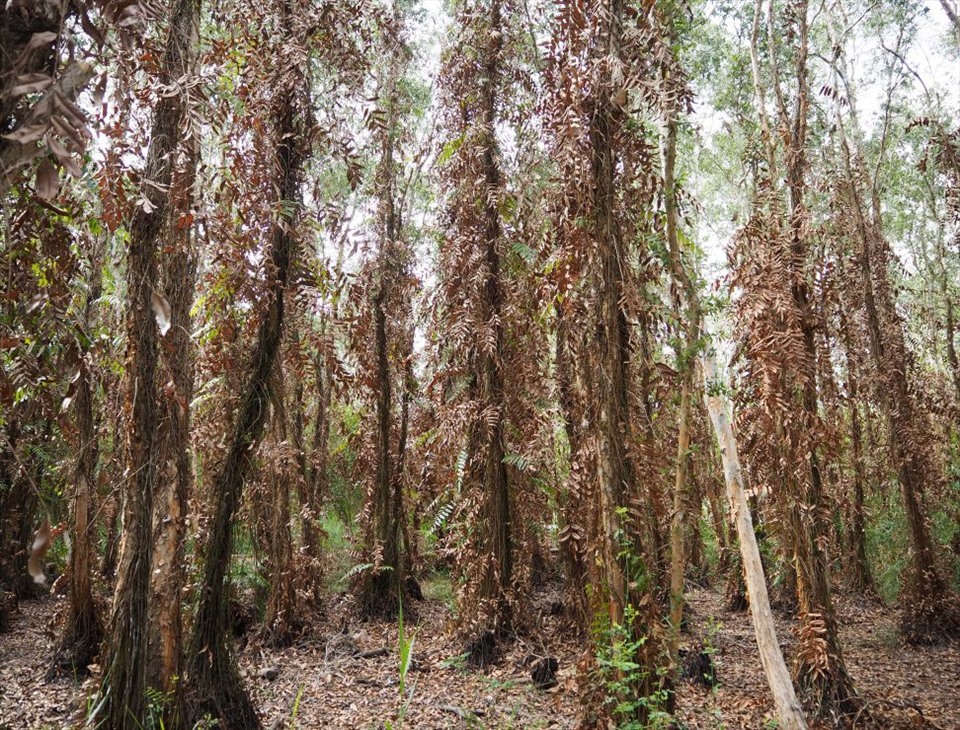 Hầu hết diện tích rừng tràm U Minh hạ, tỉnh Cà Mau đều khô hạn. Ảnh: Hồng Nhung