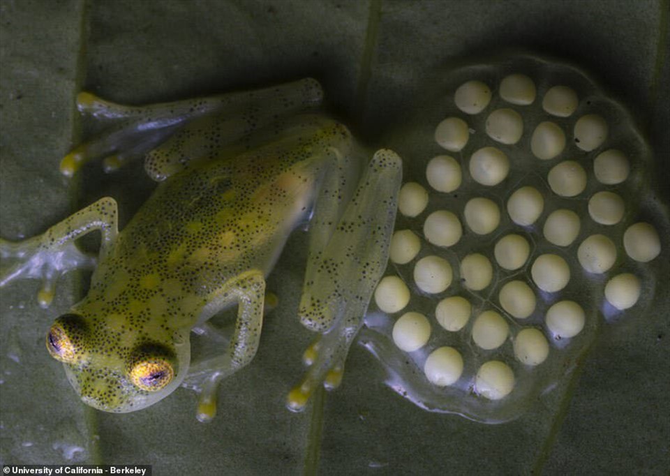 Một con ếch thủy tinh Mashpi đực đang bảo vệ một đống trứng. Ảnh:
