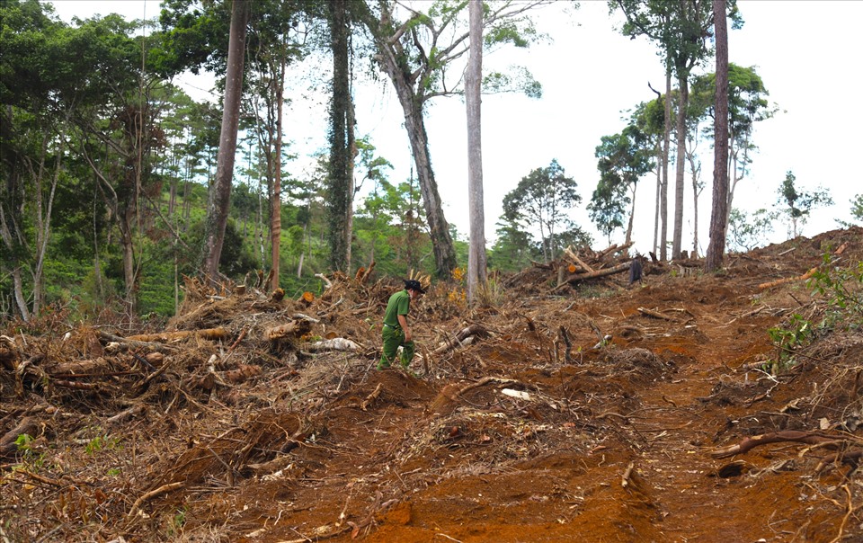 1,9ha đất quy hoạch lâm nghiệp, đất rừng sản xuất đã bị đào xới. Ảnh: Khánh Phúc