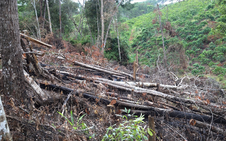 Một số diện tích rừng đã bị hủy hoại từ lâu. Ảnh: Khánh Phúc