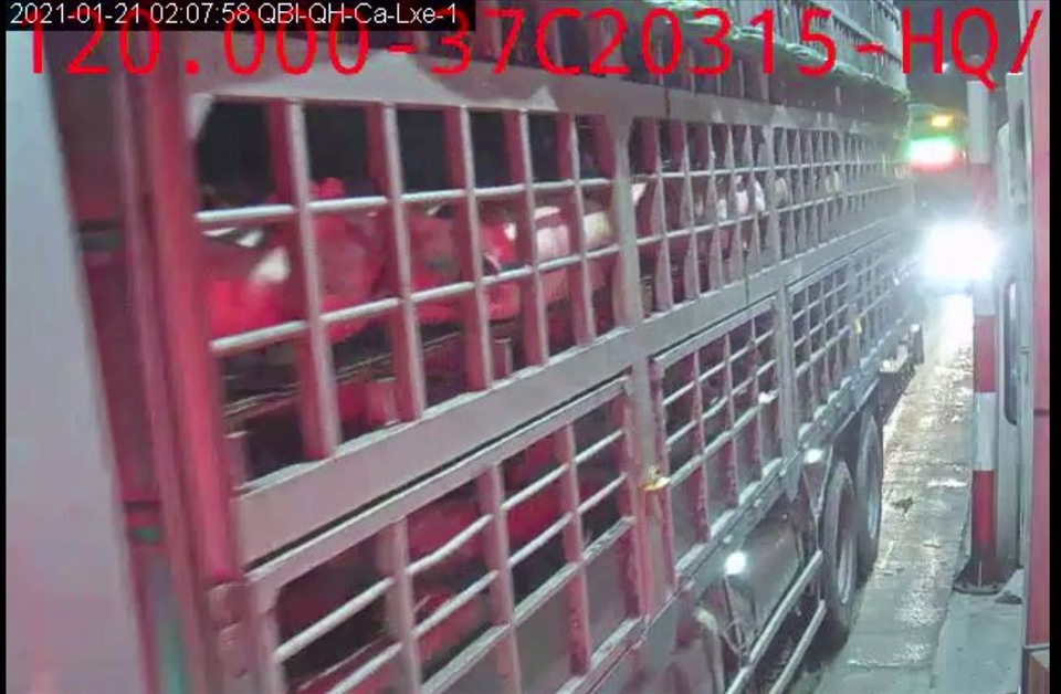 Lợn nhập khẩu của Công ty Tân Triều được niêm phong, kẹp chì khi qua trạm thu phí ở tỉnh Quảng Bình. Ảnh: CA.
