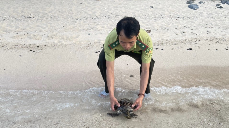 Sau khi kiểm tra và hồi phục sức khỏe, cá thể rùa được cán bộ kiểm lâm đưa thả về môi trường tự nhiên. Ảnh: VQG