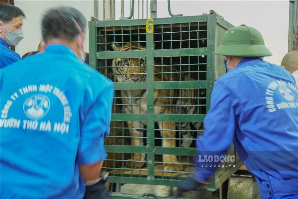 Một con hổ dân nuôi trái phép ở Nghệ An được vận chuyển ra vườn thú Hà Nội. Ảnh: LDO