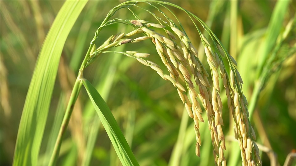 Giá phân bón tăng cao đẩy chi phí sản xuất tăng, có thể làm giảm năng lực cạnh tranh của xuất khẩu gạo Việt Nam. Ảnh: T.Long