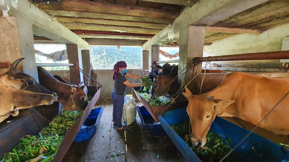 Những dự án hỗ trợ con giống, vay vốn hay đào tạo nghề chăn nuôi đã giúp nhiều phụ nữ dân tộc thiểu số tại Hà Giang phát triển kinh tế hộ, tự tin làm chủ cuộc sống. Ảnh: Thanh Hà
