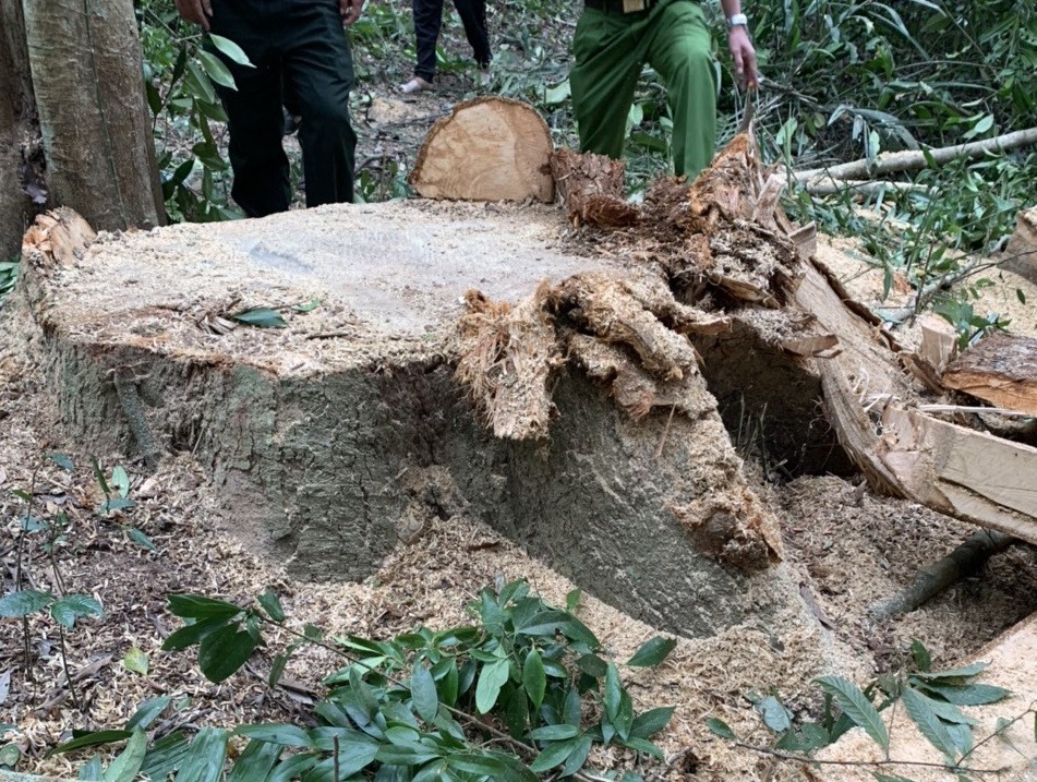 Cây gỗ dổi tại Tiểu khu 168, xã Vĩnh Hảo, huyện Vĩnh Thạnh, tỉnh Bình Định bị khai thác trái phép. Ảnh: Kiểm lâm cung cấp.