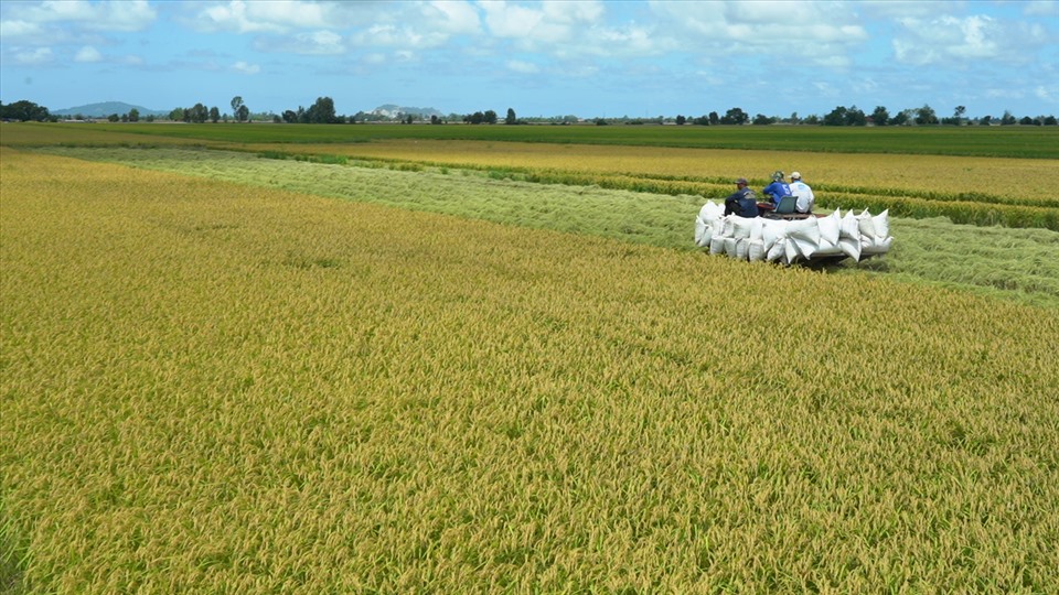 Giá gạo 5% tấm xuất khẩu của Việt Nam được điều chỉnh tương đương giá gạo Thái Lan. Ảnh: T.Long