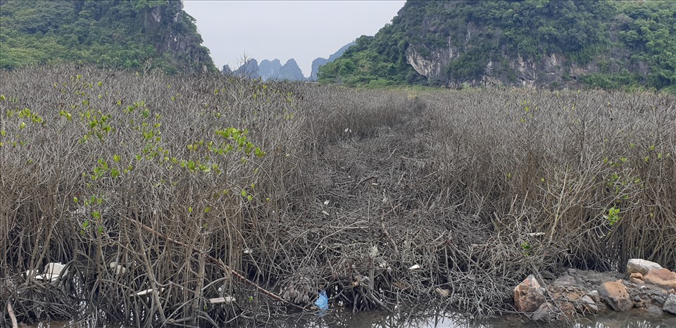 Khu rừng phía bên ngoài đường ven biển Hạ Long - Cẩm Phả có một lối đi rộng cả mét, chạy xuyên rừng. Ảnh: Nguyễn Hùng