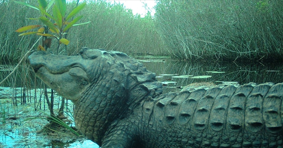 Thế Giới Động Vật: Camera Bắt Gặp Hành Vi Sửng Sốt Của Cá Sấu Khổng Lồ