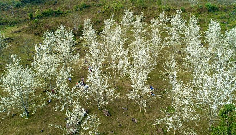 Cây lê nở hoa gần như đồng loạt một thời gian ngắn đã tạo ra cảnh sắc đẹp mắt ở xã vùng cao Hồng Thái vốn đã phong cảnh hữu tình.
