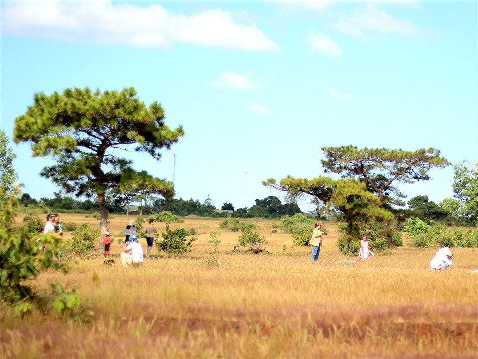 Rừng thông có đồi cỏ hồng là địa điểm du lịch hấp dẫn du khách ở huyện Đăk Đoa. Ảnh: T.T