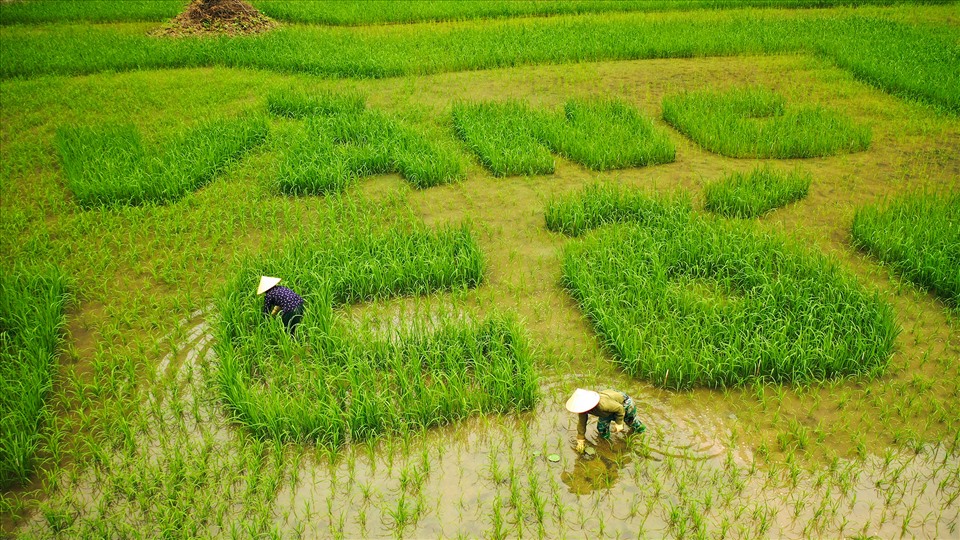 Nông dân “dệt” lá cờ bằng cây lúa. Ảnh Trường Huy