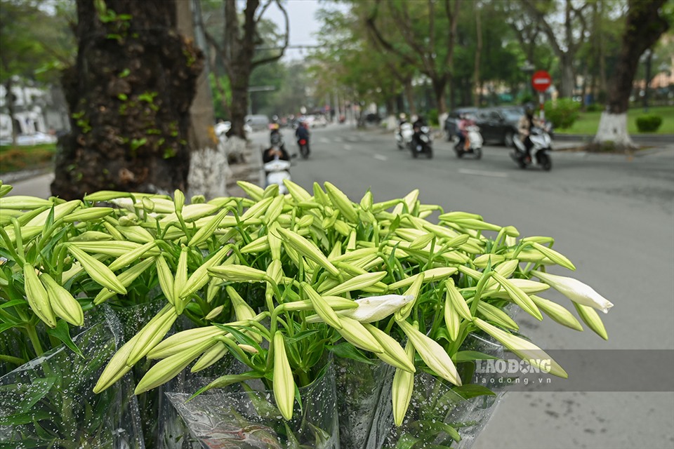 Tuy không rực rỡ, thơm ngát như nhiều loài hoa khác nhưng chính sắc trắng giản dị, tinh khiết của loa kèn lại khiến rất nhiều người yêu thích.