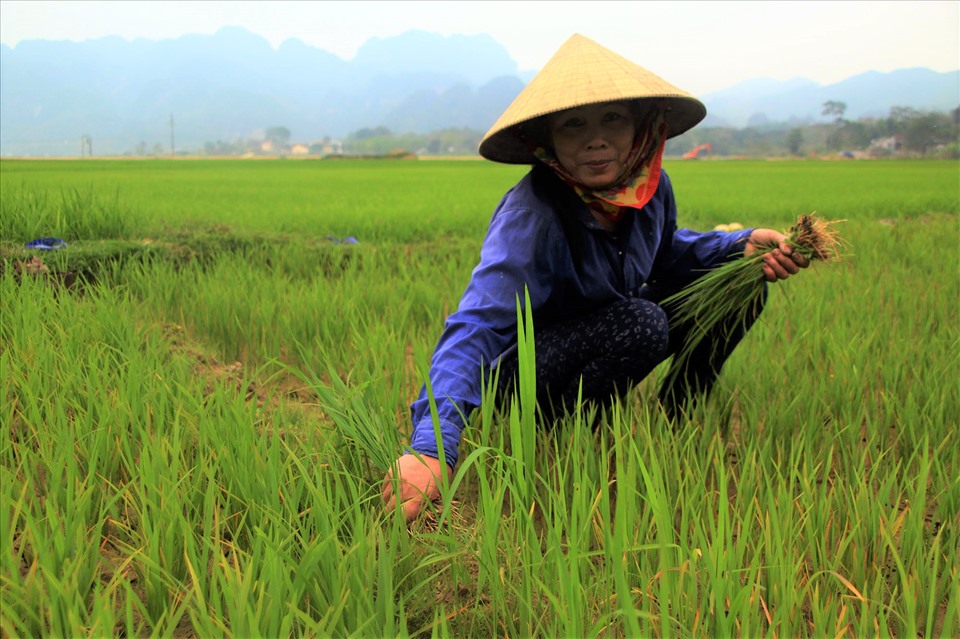 Giúp hội viên khó khăn làm cỏ lúa là cách kỷ niệm ngày 8.3 độc đáo của hội phụ nữ bản Ban, xã châu Tiến (Quỳ Châu – Nghệ An). Ảnh: MN