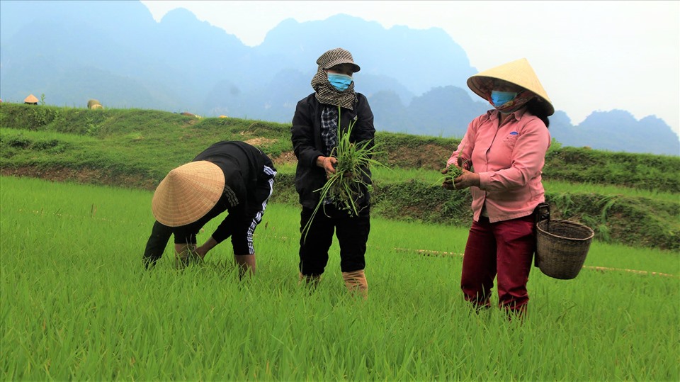 Hội phụ nữ huyện Quỳ Châu khuyến khích hội viên giúp nhau những việc thiết thực trong mùa dịch. Ảnh: MN